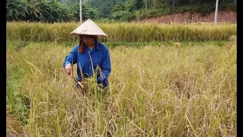 Xu hướng Mua váy hoa mà không biết 4: Hotspot Matrix tiết lộ bí quyết video viral_ứng dụng chỉnh sửa video miễn phí